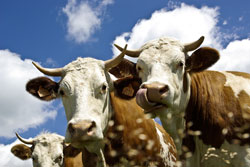 Heimische Tiere beim Landurlaub im Bayerischen Wald 